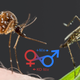 Illustration for article titled A Switch That Turns Deadly Female Mosquitoes Into Harmless Males